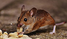 24 Hour & Emergency Exterminators in Winter Garden, FL